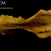 photo of Thinlip grey mullet  basioccipital ventral view