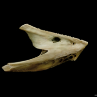 photo of Turbot dentary lateral view