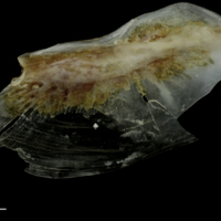 photo of Couch's seabream for assessment lateral view
