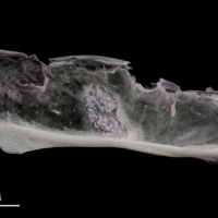 photo of Parrot fish subopercular medial view