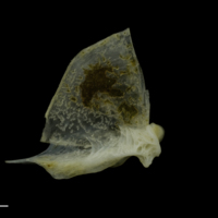 photo of Red gurnard quadrate medial view
