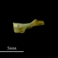 photo of Bullhead ceratohyal medial view