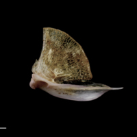 photo of Red seabream quadrate lateral view