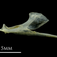 photo of Small sandeel dentary lateral view