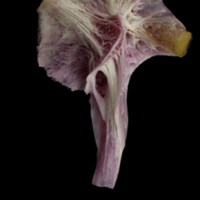 photo of Meagre hyomandibular lateral view