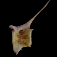 photo of Tub gurnard precaudal vertebra lateral view