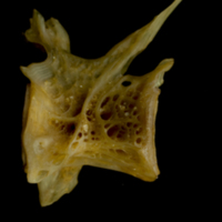 photo of Thinlip grey mullet  precaudal vertebra lateral view