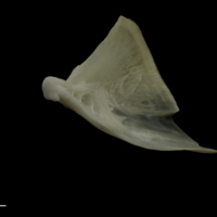 photo of Zander quadrate lateral view
