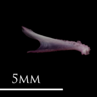 photo of Dragonet dentary lateral view