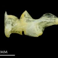 photo of Common sole ceratohyal epihyal complex medial view