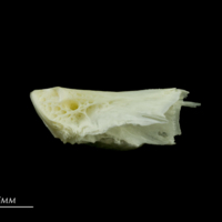 photo of European seabass basioccipital lateral view