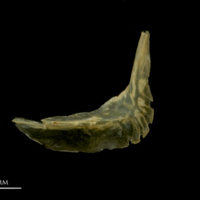 photo of Vendace preopercular lateral view