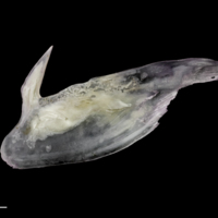 photo of Red seabream subopercular lateral view