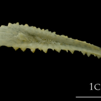 photo of Northern pike pharyngeal dorsal view