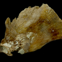 photo of Atlantic bluefin tuna  opercular medial view