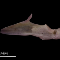 photo of Common sole articular medial view
