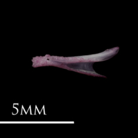 photo of Dragonet dentary medial view
