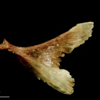 photo of Catfish opercular lateral view