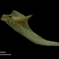 photo of Arctic Char posttemporal medial view