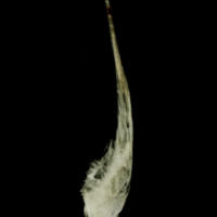 photo of Atlantic halibut postcleithrum medial view