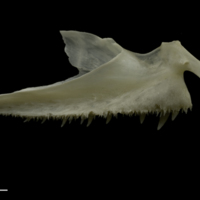 photo of Zander palatine medial view