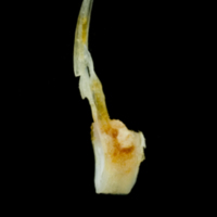 photo of Common sole precaudal vertebra lateral view