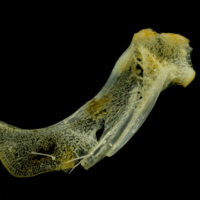 photo of Scad hyomandibular lateral view