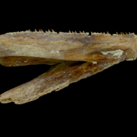 photo of Atlantic bluefin tuna  dentary medial view