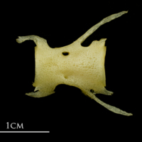 photo of Atlantic mackerel precaudal vertebra lateral view