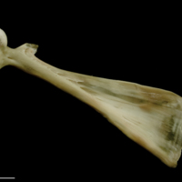 photo of Turbot maxilla medial view