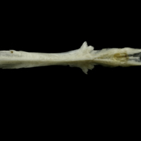 photo of Common pandora parasphenoid ventral view