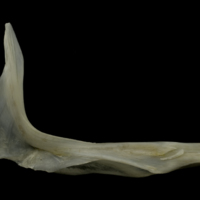 photo of Zander cleithrum medial view