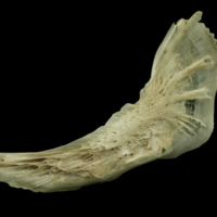 photo of Atlantic salmon preopercular lateral view