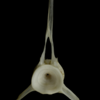 photo of Zander precaudal vertebra anterior view