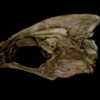 photo of Greater amberjack parasphenoid basioccipital vomer complex lateral view