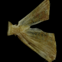 photo of Couch's seabream ultimate vertebra lateral view