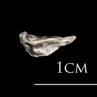 photo of Atlantic herring premaxilla lateral view