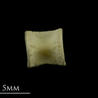 photo of Thornback ray precaudal vertebra lateral view