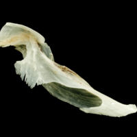 photo of Garfish cleithrum medial view