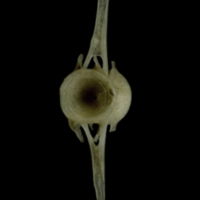 photo of Common pandora caudal vertebra anterior view