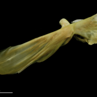 photo of John dory maxilla lateral view