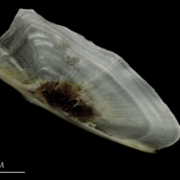 photo of Brill preopercular lateral view