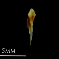 photo of Small sandeel for assessment dorsal view