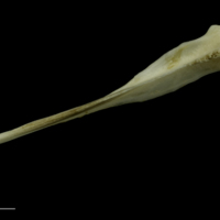 photo of Grey Triggerfish vomer dorsal view