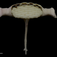 photo of Parrot fish pharyngeal dorsal view