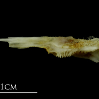 photo of Mediterranean moray for assessment lateral view