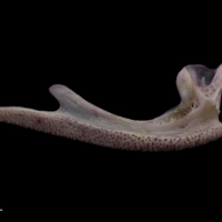 photo of Tub gurnard premaxilla medial view