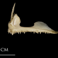 photo of White grouper premaxilla lateral view