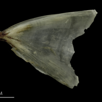 photo of Brill opercular lateral view