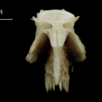 photo of Atlantic halibut basioccipital dorsal view